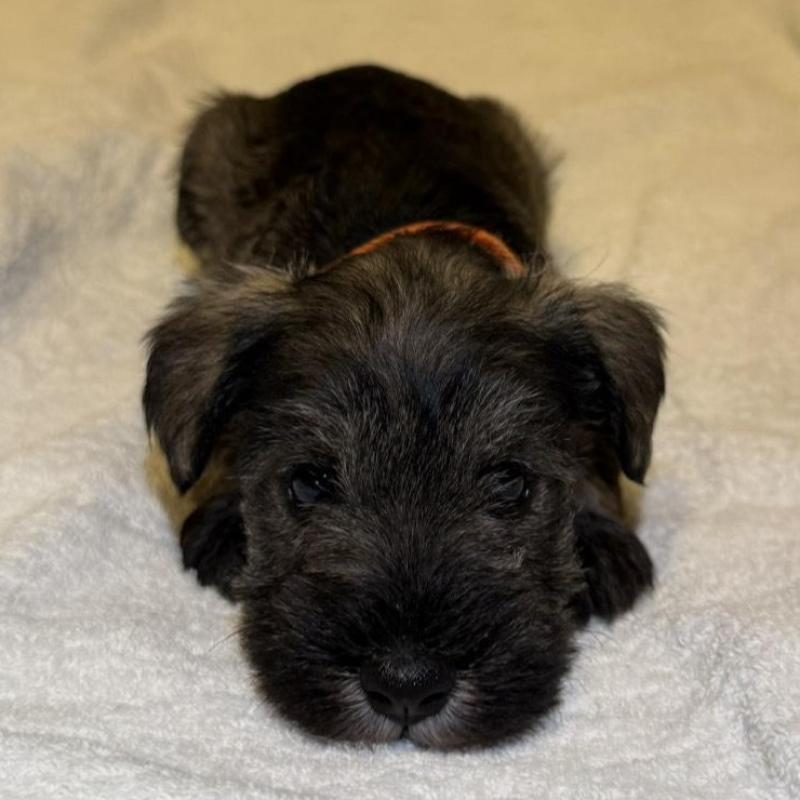 販売中の静岡県のミニチュアシュナウザー-441748の4枚目