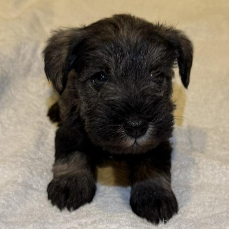 販売中の静岡県のミニチュアシュナウザー-441748の3枚目