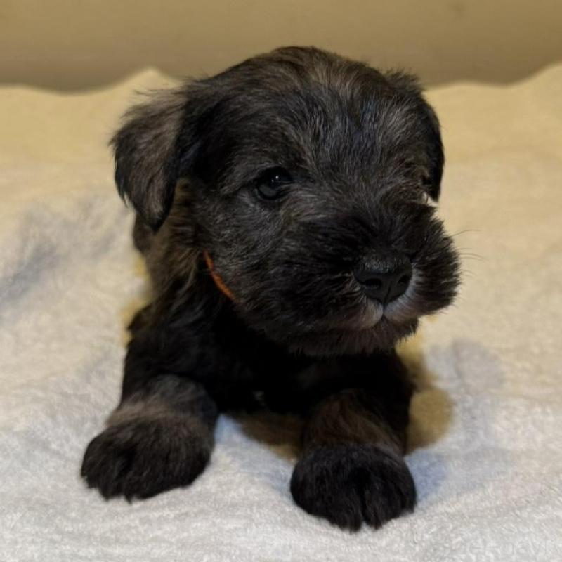 販売中の静岡県のミニチュアシュナウザー-441748の2枚目