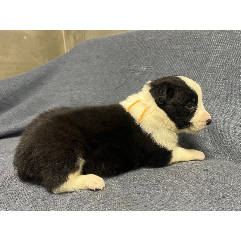 販売中の福岡県のボーダーコリー-441749の2枚目