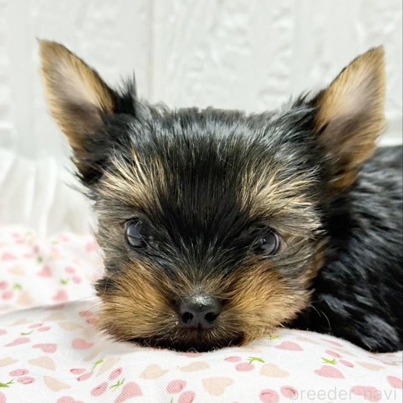 販売中の埼玉県のヨークシャーテリア-441750