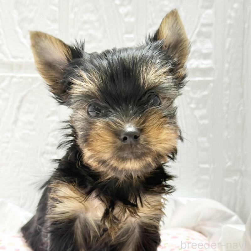 販売中の埼玉県のヨークシャーテリア-441750の8枚目