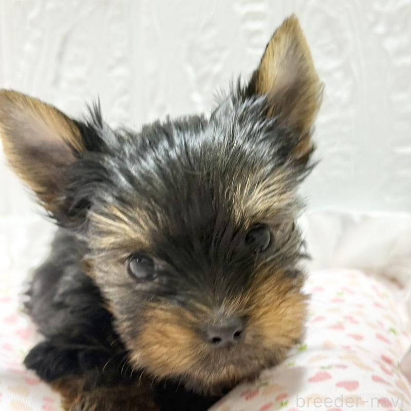 販売中の埼玉県のヨークシャーテリア-441750の6枚目