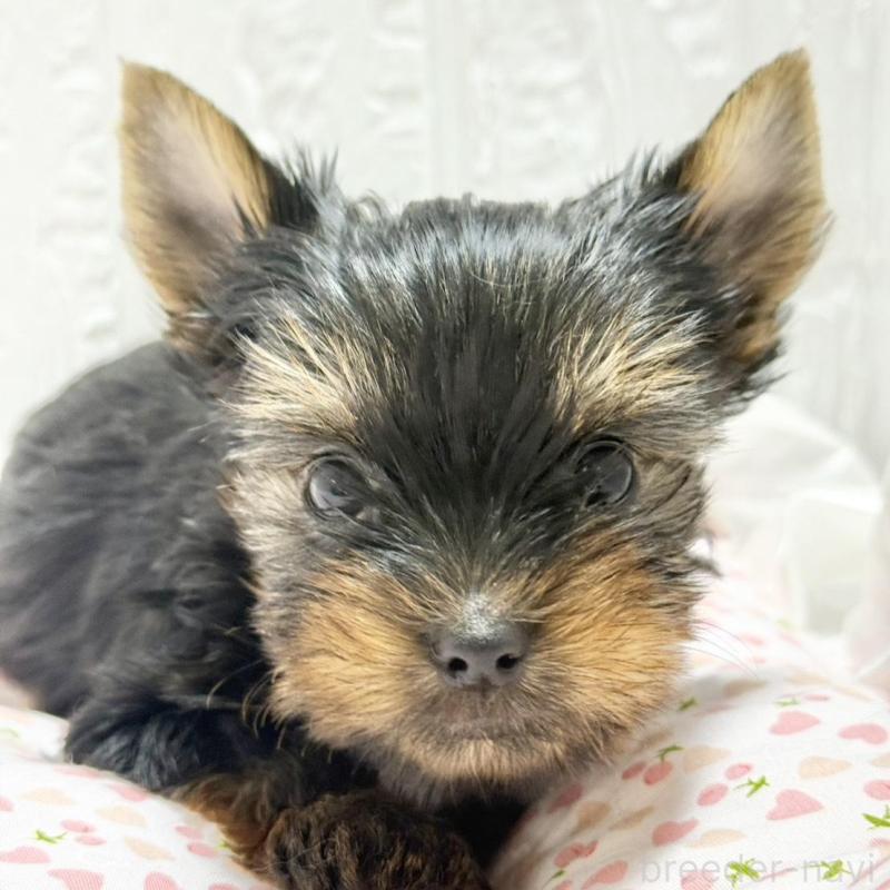 販売中の埼玉県のヨークシャーテリア-441750の5枚目