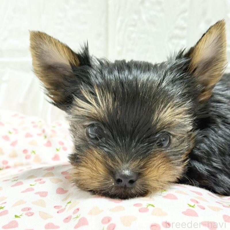 販売中の埼玉県のヨークシャーテリア-441750の4枚目