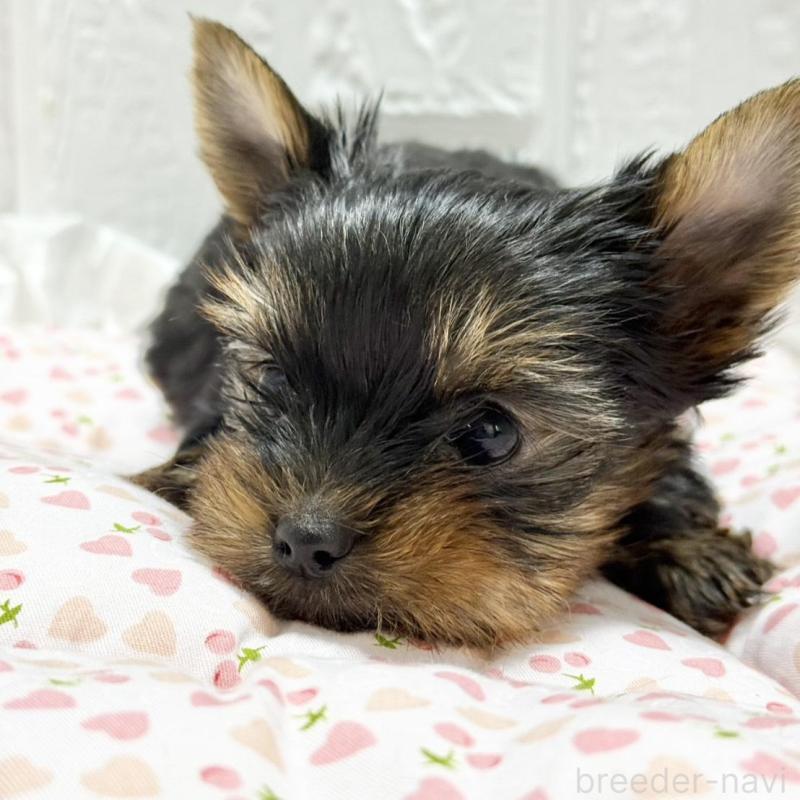 販売中の埼玉県のヨークシャーテリア-441750の3枚目