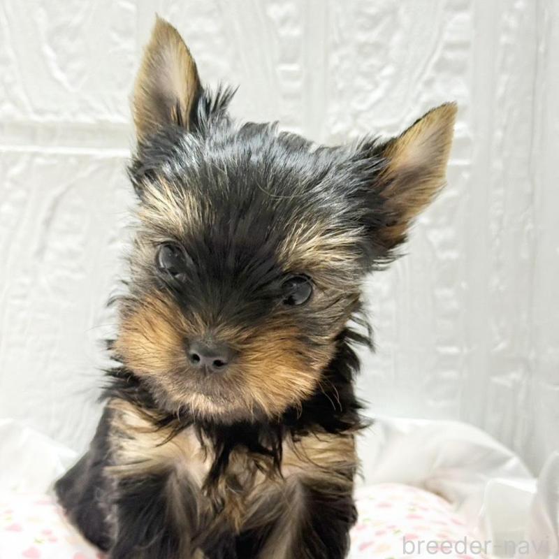 販売中の埼玉県のヨークシャーテリア-441750の2枚目