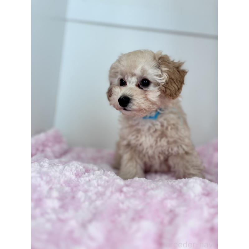 販売中の神奈川県のトイプードル-441751の5枚目