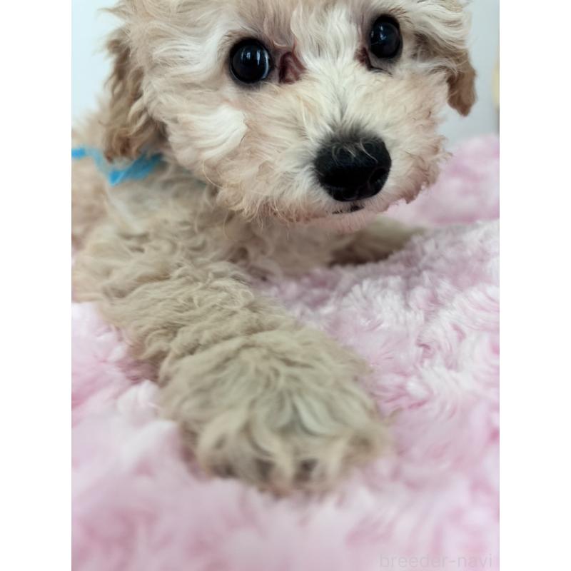 販売中の神奈川県のトイプードル-441751の4枚目