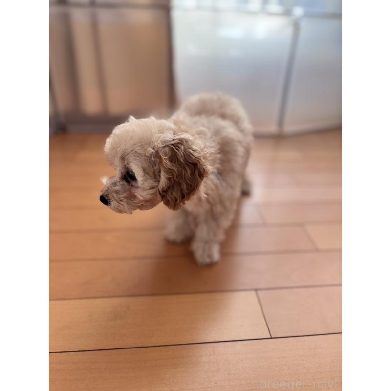 販売中の神奈川県のトイプードル-441751の3枚目