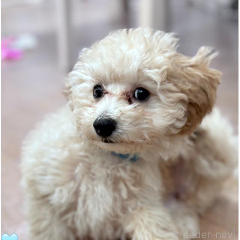 販売中の神奈川県のトイプードル-441751
