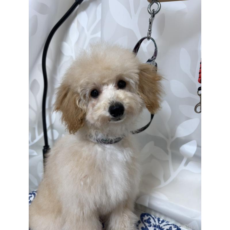 販売中の神奈川県のトイプードル-441751の2枚目