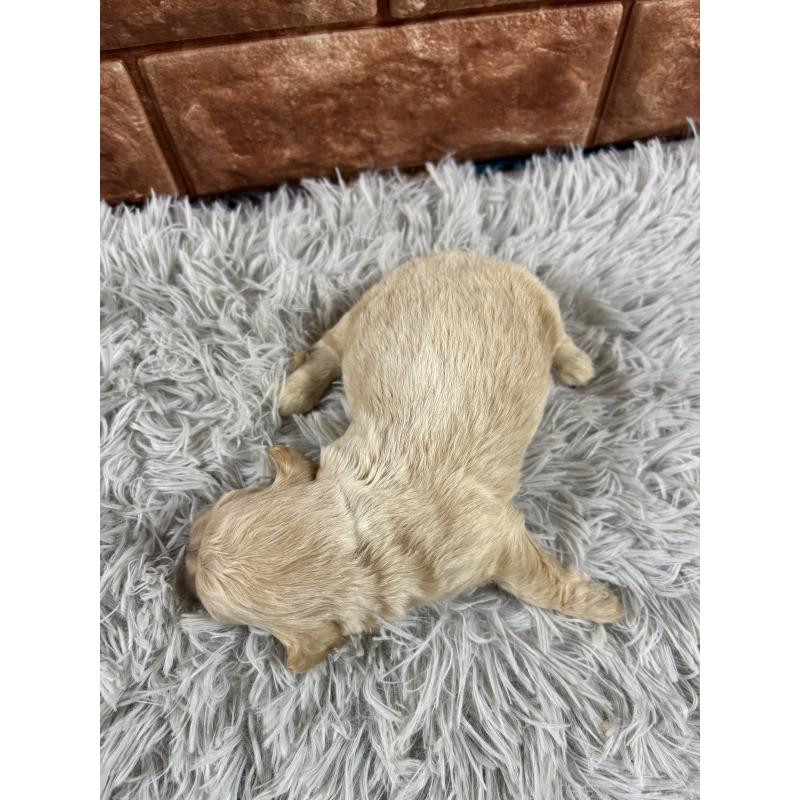 成約済の沖縄県のミックス犬-439789の3枚目