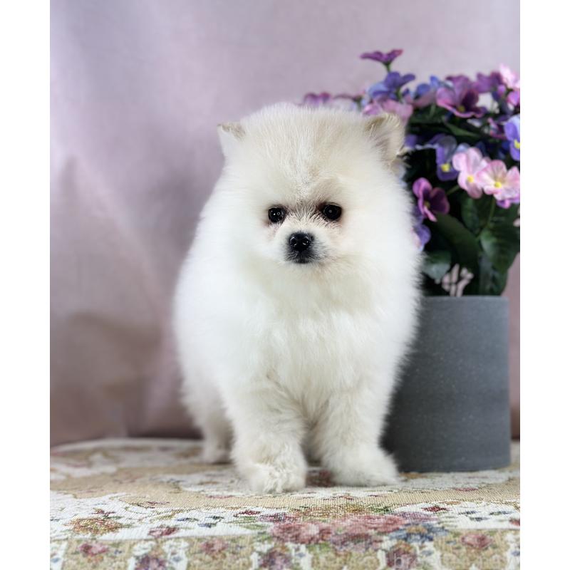 販売中の京都府のポメラニアン-437555の17枚目