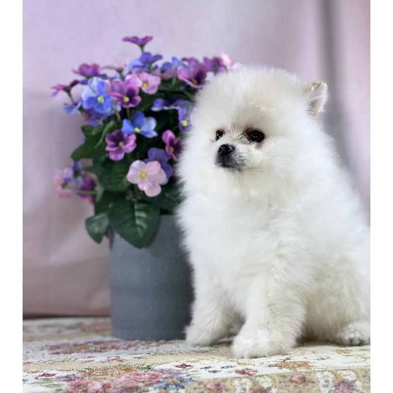 販売中の京都府のポメラニアン-437555の15枚目