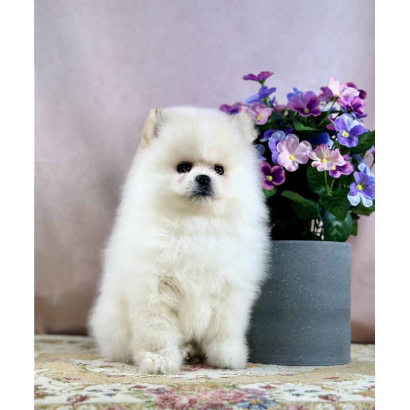 販売中の京都府のポメラニアン-437555の13枚目