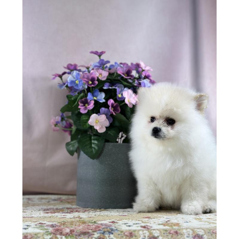 販売中の京都府のポメラニアン-437555の12枚目