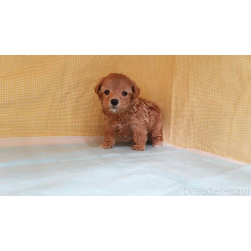 販売中の東京都のマルプー:マルチーズ×トイプードル-441752の4枚目