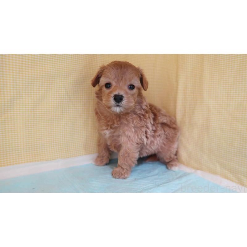 販売中の東京都のマルプー:マルチーズ×トイプードル-441752の3枚目