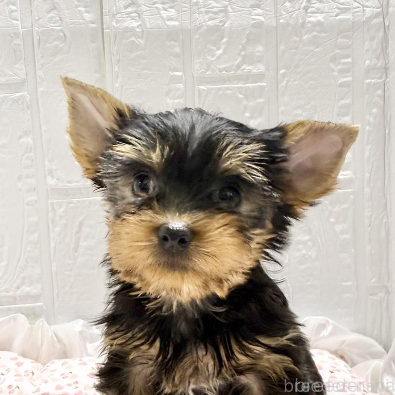 販売中の埼玉県のヨークシャーテリア-441753