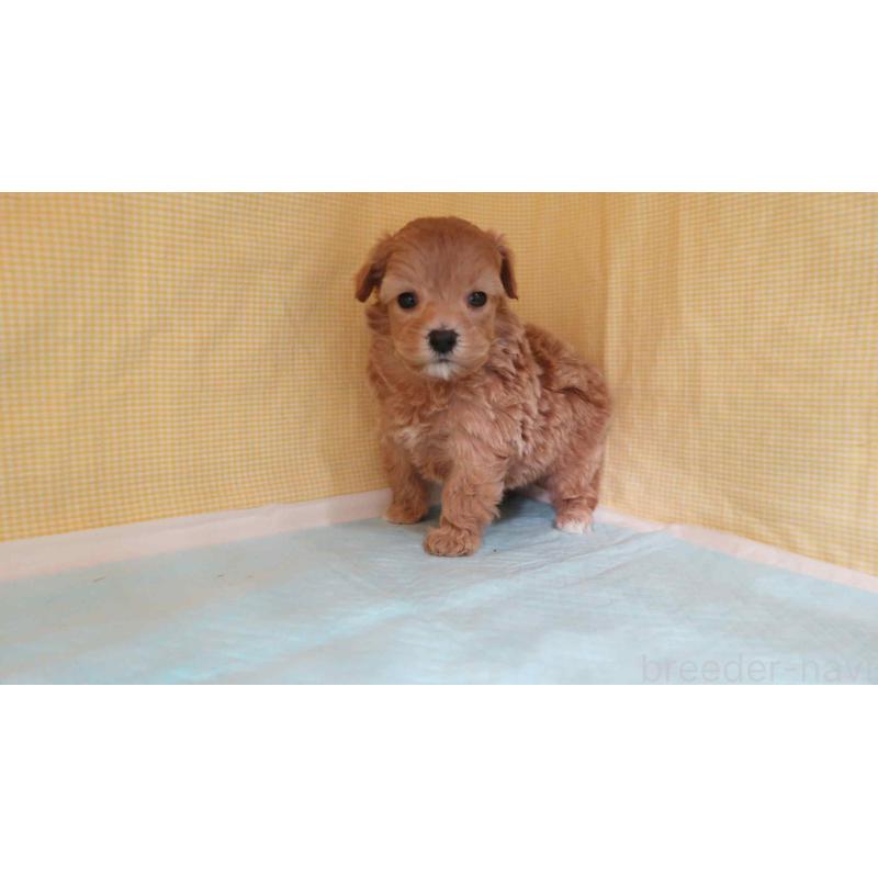 販売中の東京都のマルプー:マルチーズ×トイプードル-441752の2枚目