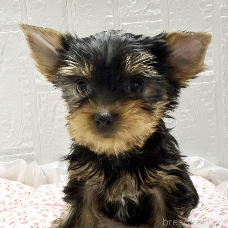 販売中の埼玉県のヨークシャーテリア-441753の6枚目