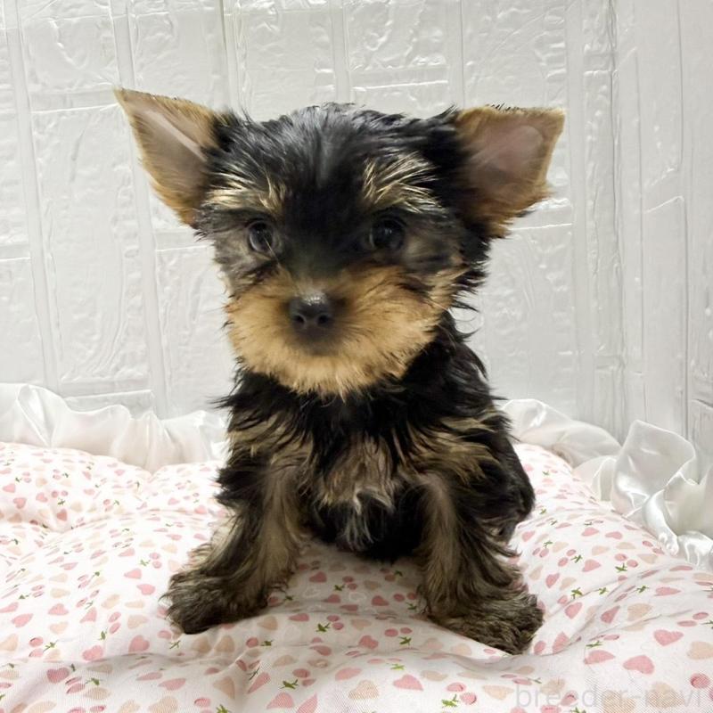 販売中の埼玉県のヨークシャーテリア-441753の5枚目