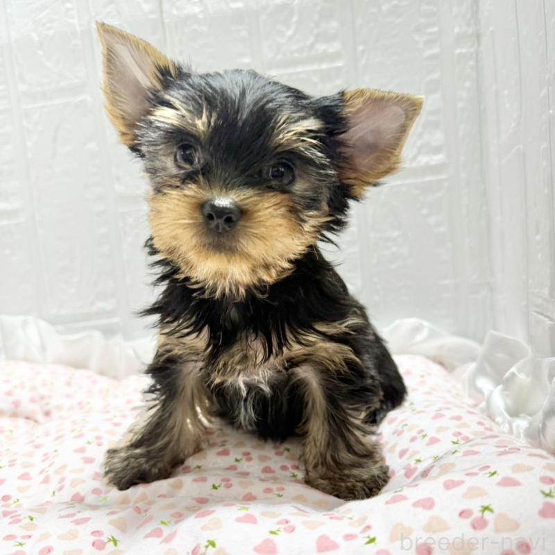 販売中の埼玉県のヨークシャーテリア-441753の3枚目