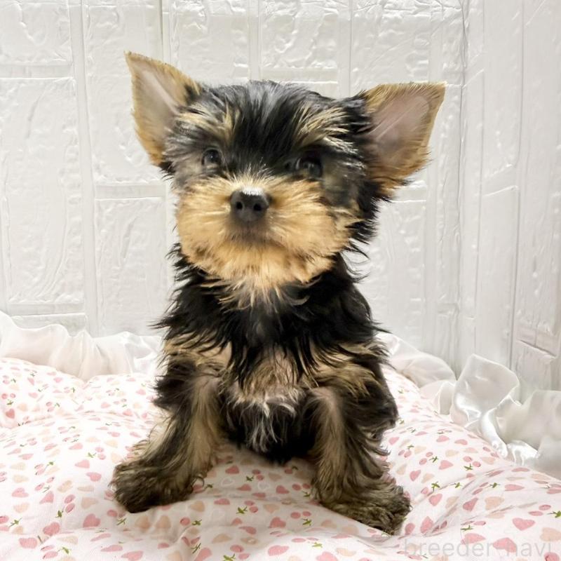 販売中の埼玉県のヨークシャーテリア-441753の2枚目