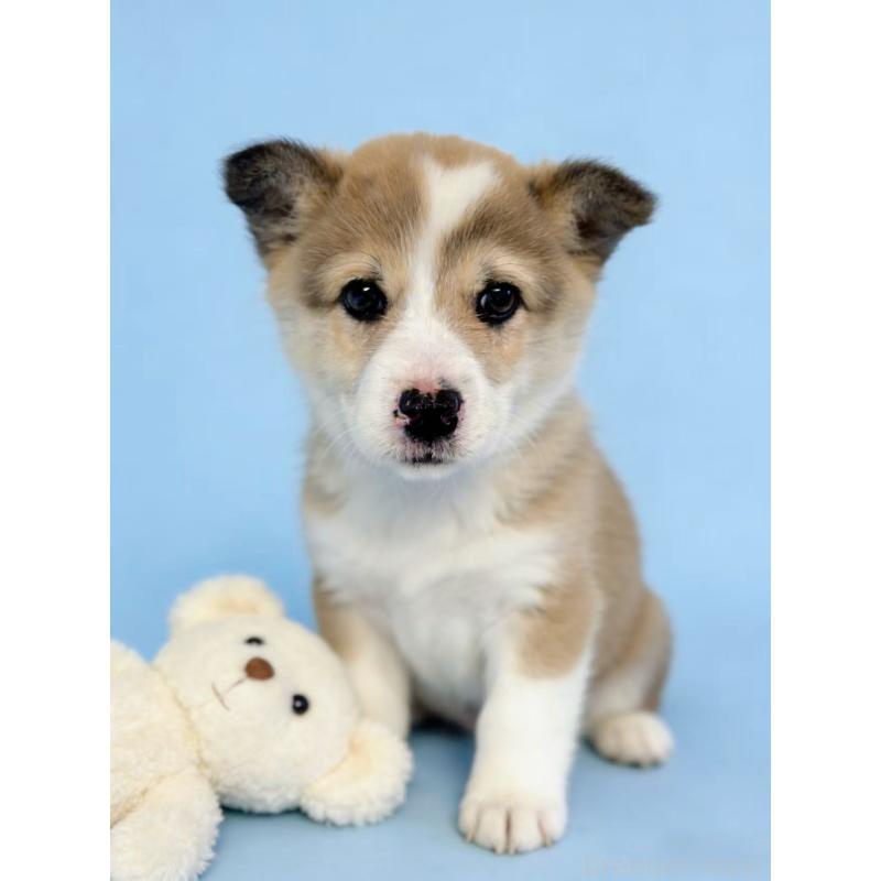 販売中の茨城県のウェルシュコーギーペンブローク-433739の2枚目