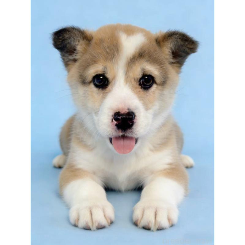 販売中の茨城県のウェルシュコーギーペンブローク-433739