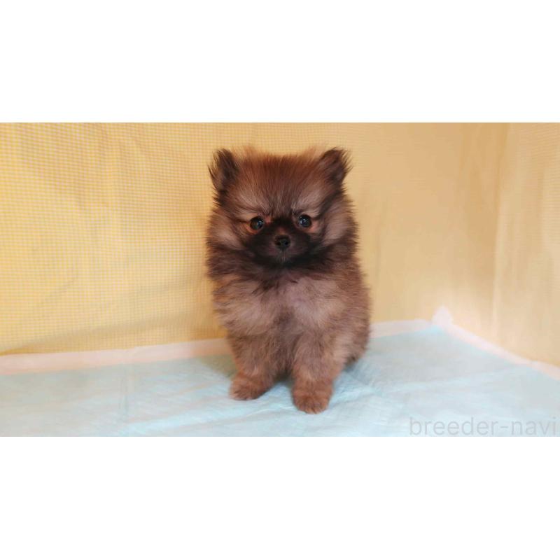 販売中の東京都のポメラニアン-442677の6枚目