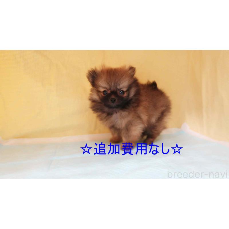 販売中の東京都のポメラニアン-442677の5枚目