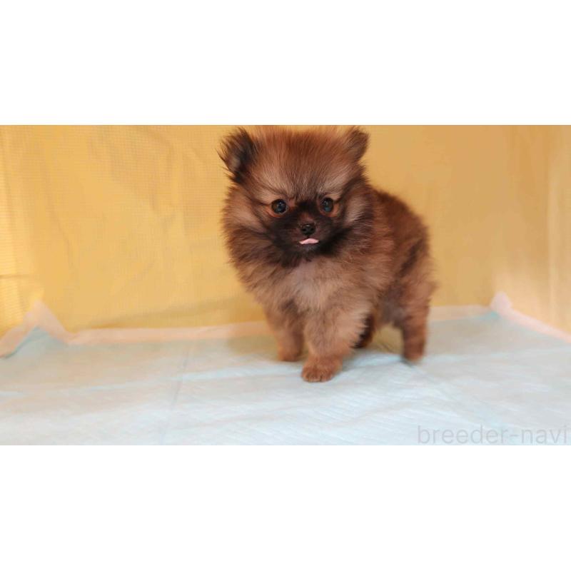 販売中の東京都のポメラニアン-442677の3枚目