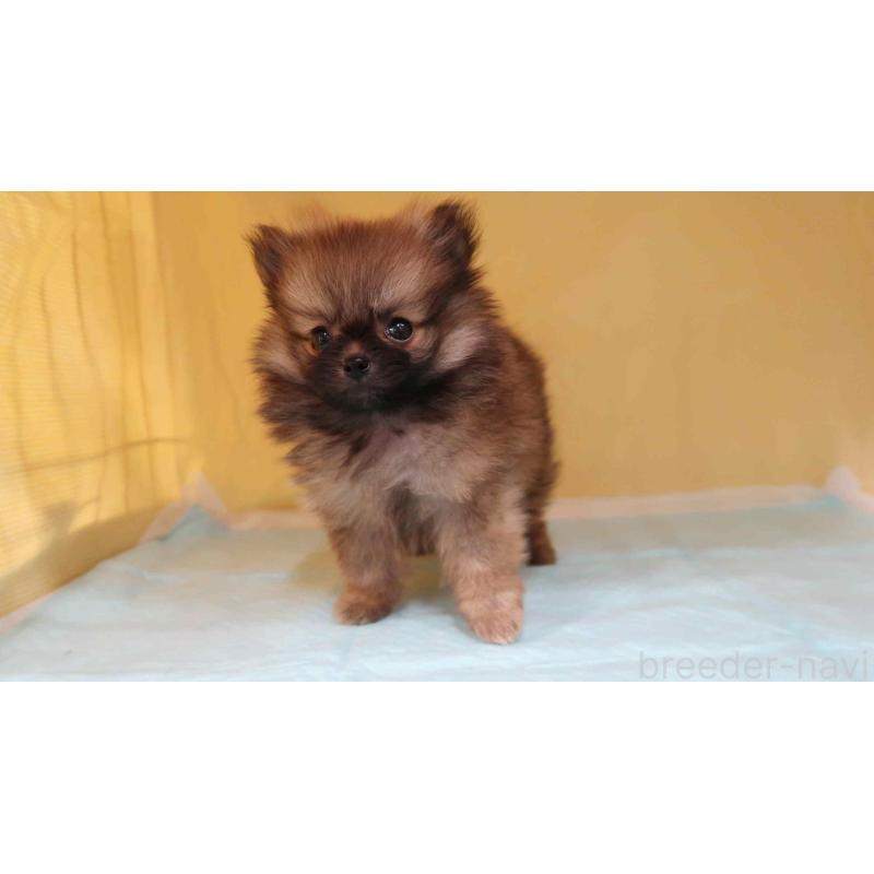 販売中の東京都のポメラニアン-442677の2枚目