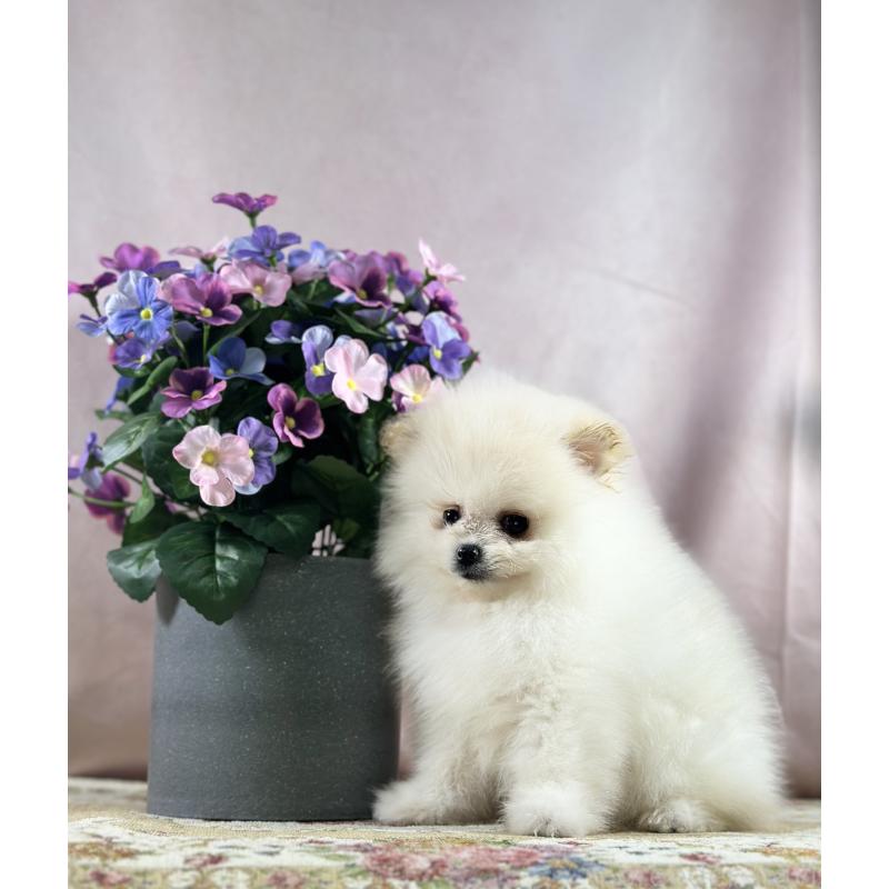 販売中の京都府のポメラニアン-437553の28枚目