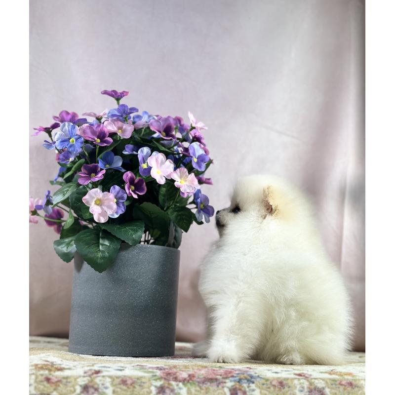 販売中の京都府のポメラニアン-437553の27枚目