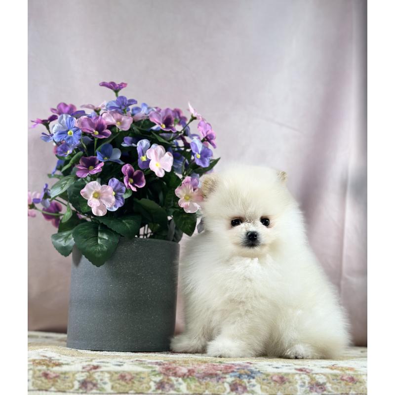 販売中の京都府のポメラニアン-437553の26枚目