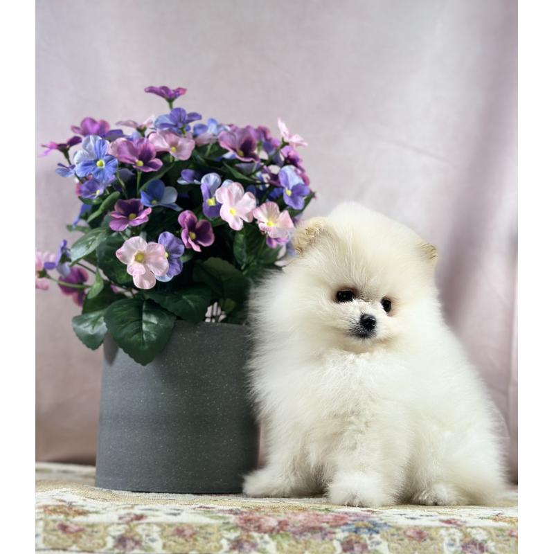 販売中の京都府のポメラニアン-437553の25枚目