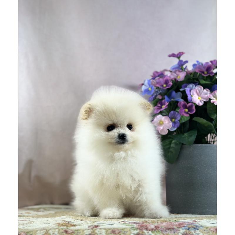 販売中の京都府のポメラニアン-437553の23枚目