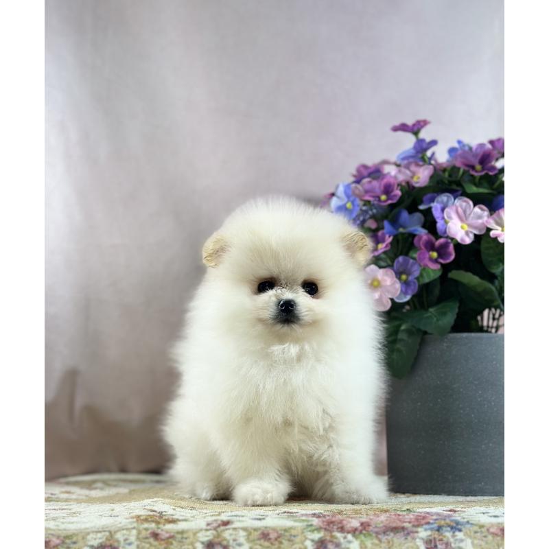 販売中の京都府のポメラニアン-437553の22枚目