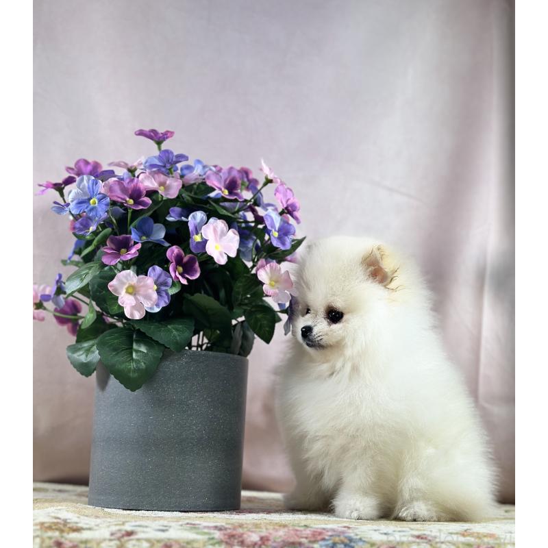 販売中の京都府のポメラニアン-437553の20枚目