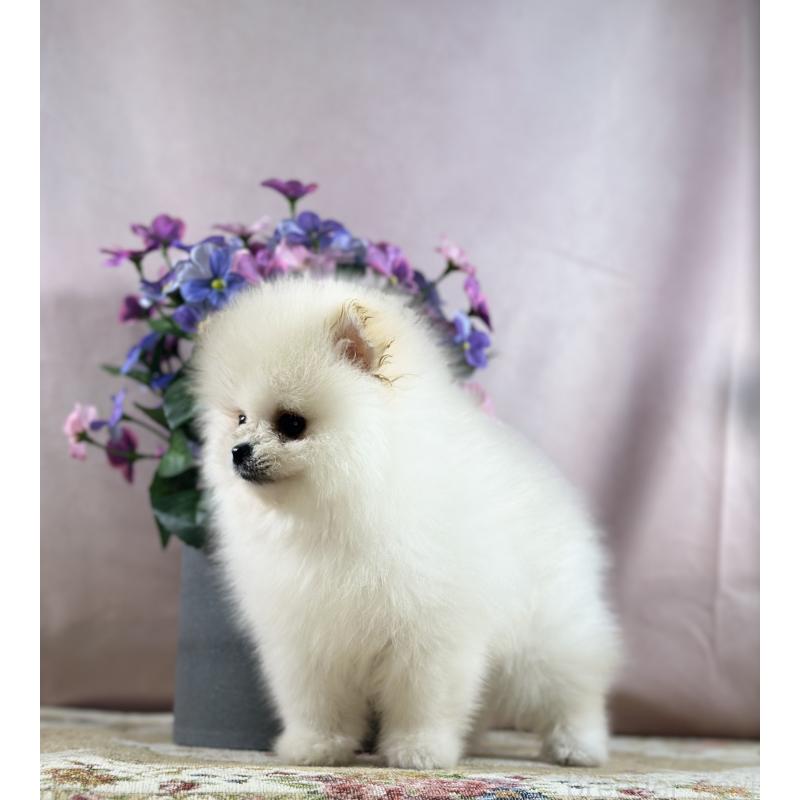 販売中の京都府のポメラニアン-437553の18枚目