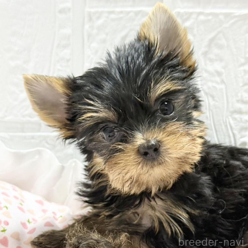 販売中の埼玉県のヨークシャーテリア-441754の1枚目