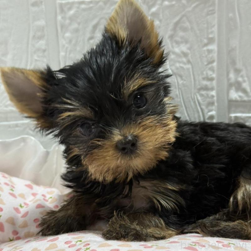 販売中の埼玉県のヨークシャーテリア-441754の7枚目