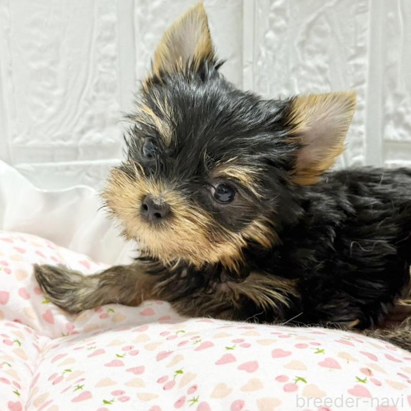 販売中の埼玉県のヨークシャーテリア-441754の6枚目