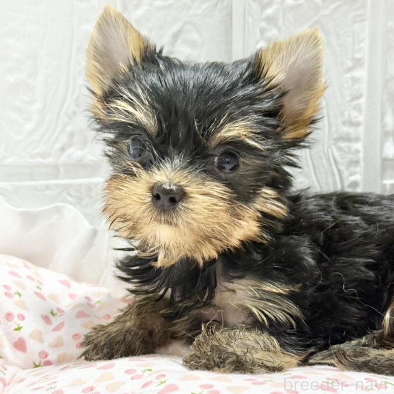 販売中の埼玉県のヨークシャーテリア-441754の5枚目