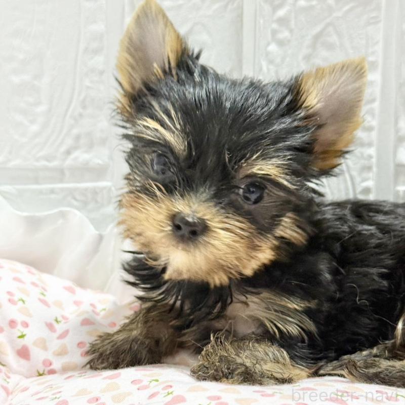 販売中の埼玉県のヨークシャーテリア-441754の4枚目