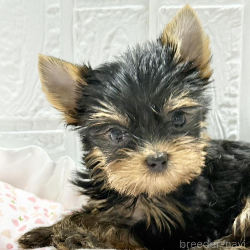 販売中の埼玉県のヨークシャーテリア-441754の3枚目