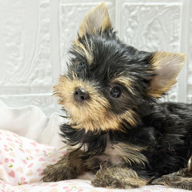 販売中の埼玉県のヨークシャーテリア-441754の2枚目